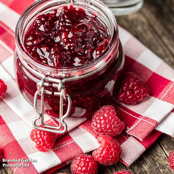 Raspberry Growers Choice
