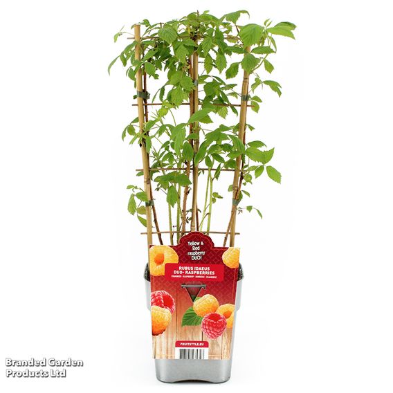 Raspberry Autumn Duo (Autumn Fruiting)