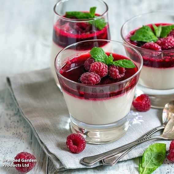 Raspberry Growers Choice