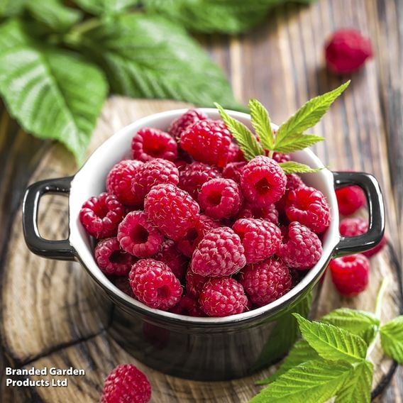 Raspberry Growers Choice