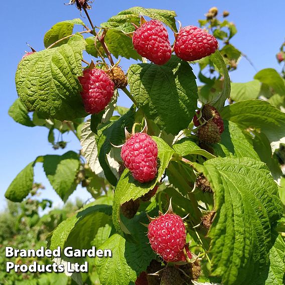 Raspberry 'Summer Lovers Late'