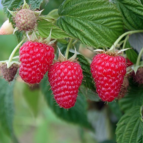 Raspberry 'Summer Lovers Late'