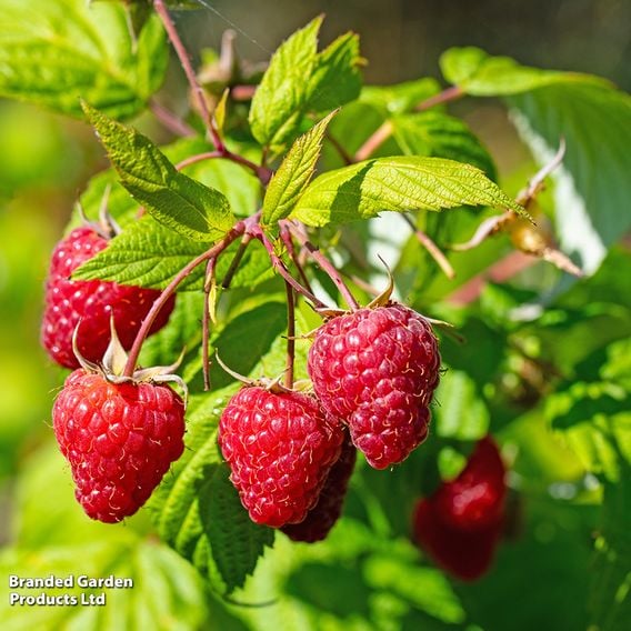 Raspberry 'Summer Chef'