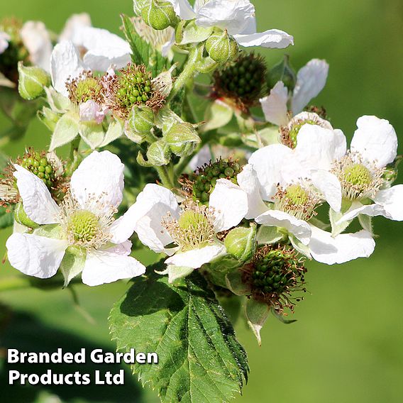 Raspberry 'Little Sweet Sister'