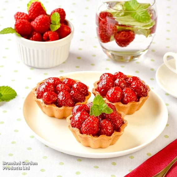 Raspberry Growers Choice