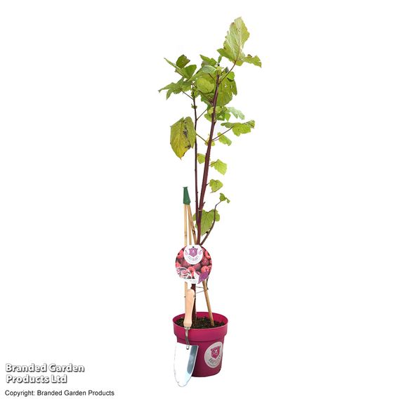 Rubus 'Hararasp' (Raspberry Tree)