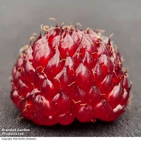 Rubus 'Hararasp' (Raspberry Tree)
