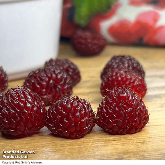 Rubus 'Hararasp' (Raspberry Tree)
