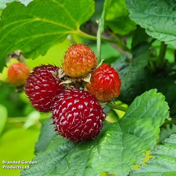Rubus 'Hararasp' (Raspberry Tree)