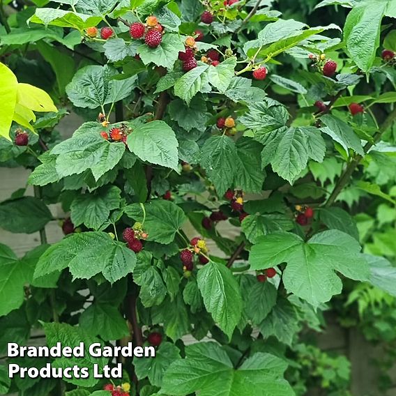 Rubus 'Hararasp' (Raspberry Tree)