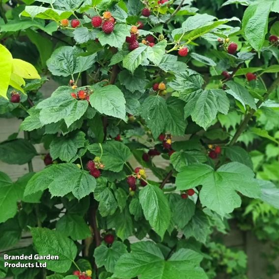 Rubus 'Hararasp' (Raspberry Tree)