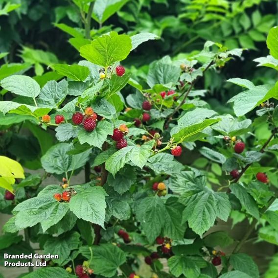 Rubus 'Hararasp' (Raspberry Tree)