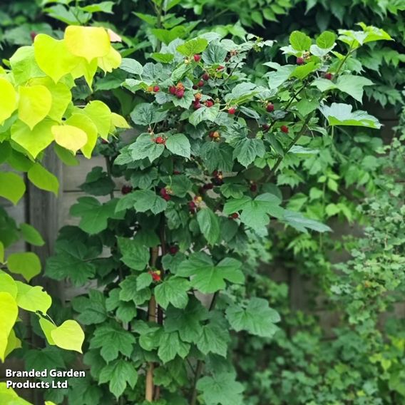 Rubus 'Hararasp' (Raspberry Tree)