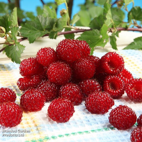 Rubus 'Hararasp' (Raspberry Tree)