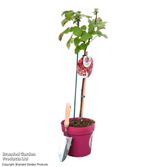 Rubus 'Hararasp' (Raspberry Tree)