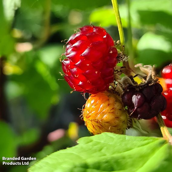 Rubus 'Hararasp' (Raspberry Tree)