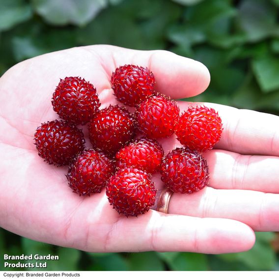 Rubus 'Hararasp' (Raspberry Tree)