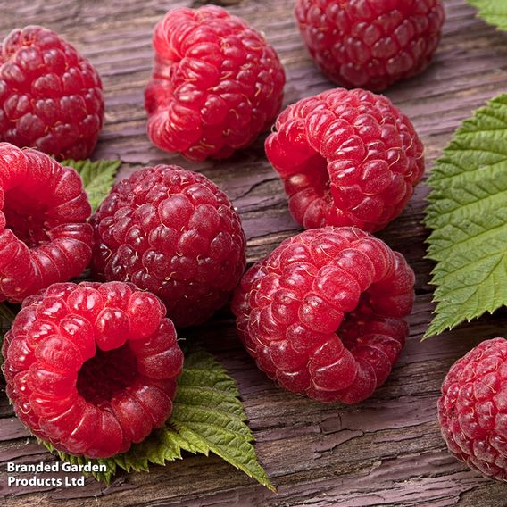 Raspberry 'Yummy'