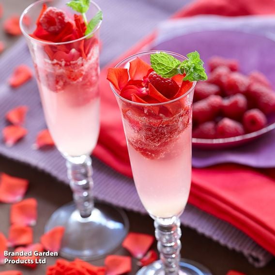 Raspberry Growers Choice