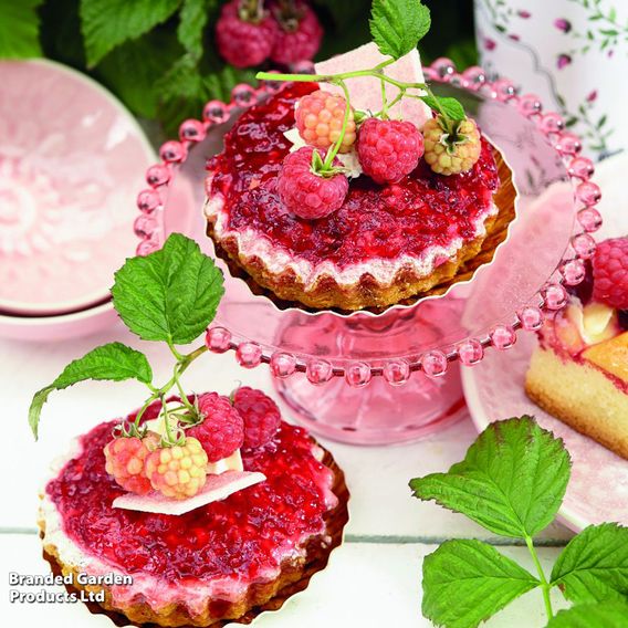 Raspberry 'Yummy'