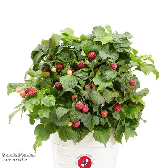 Raspberry 'Yummy'
