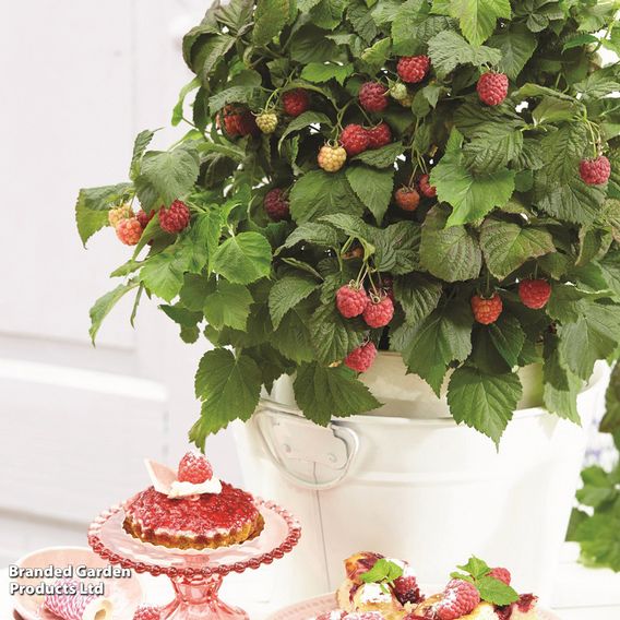 Raspberry 'Yummy'