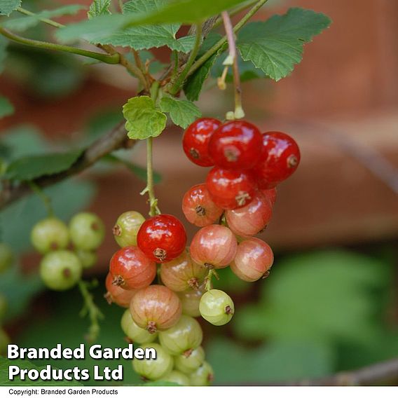 Currant 'Trio'