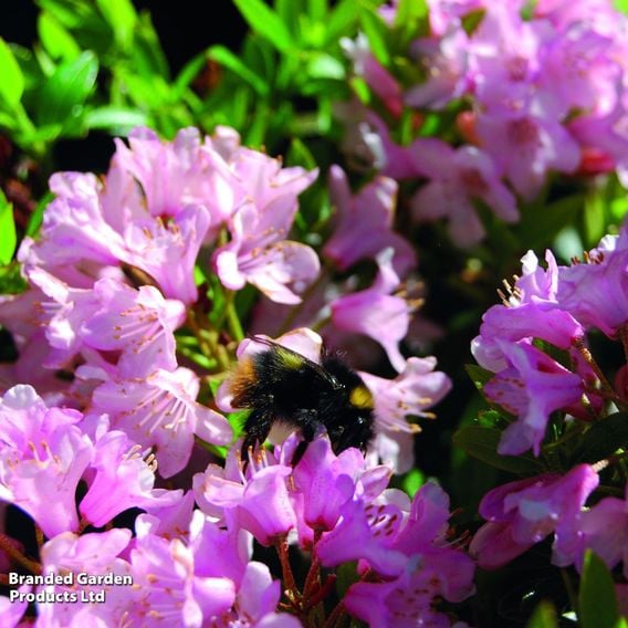 Rhododendron 'Bloombux Pink'