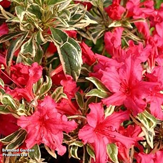 Rhododendron 'Bollywood'