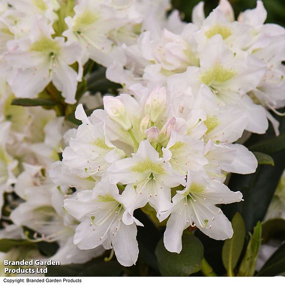 Rhododendron 'Cunningham's White'