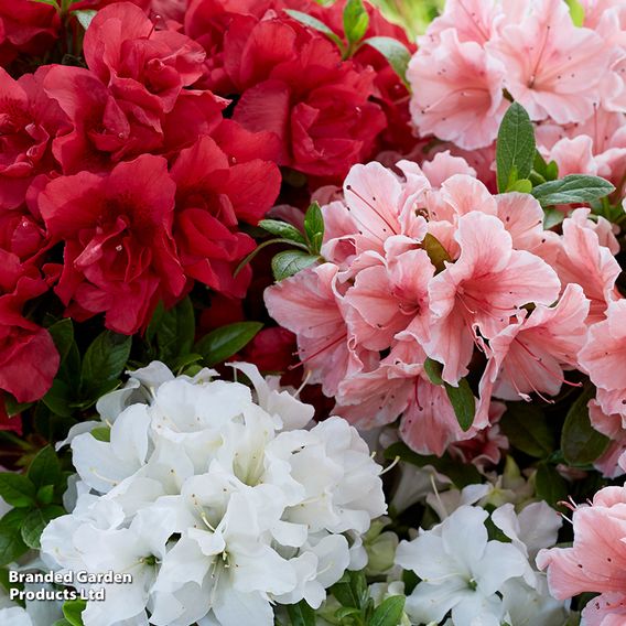 Rhododendron Encore Patio Trio (Azalea Group)