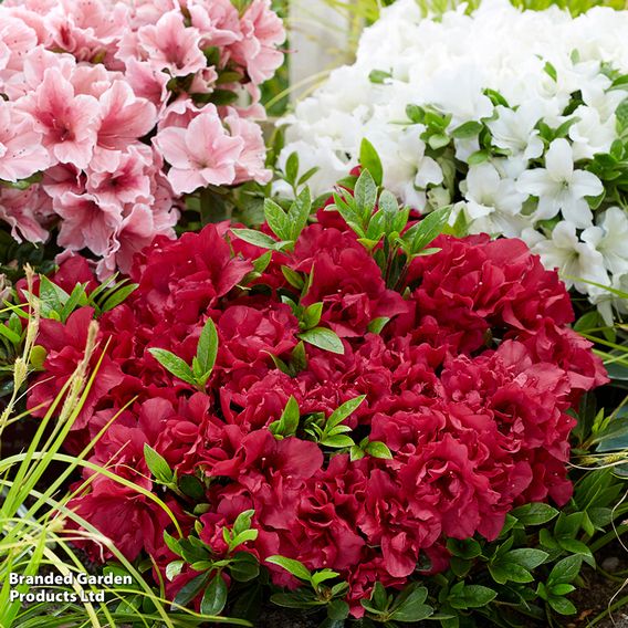Rhododendron Encore Patio Trio (Azalea Group)