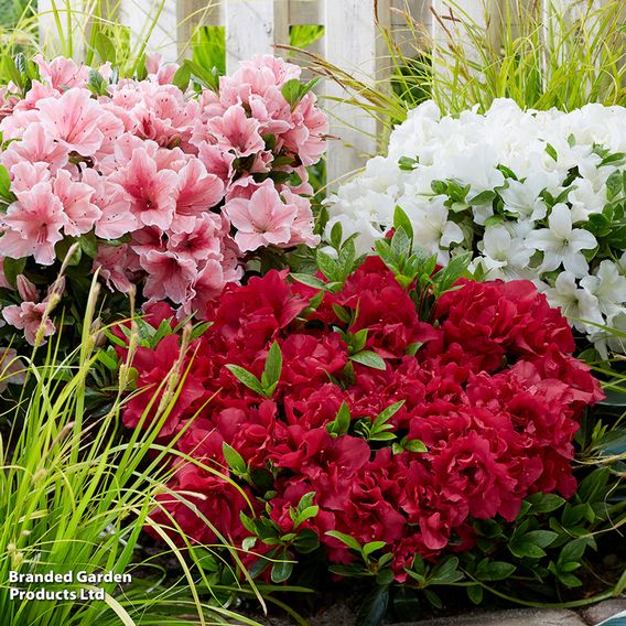Rhododendron Encore Patio Trio (Azalea Group)