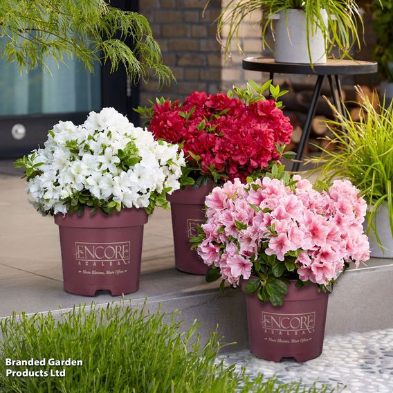 Rhododendron Encore Patio Trio (Azalea Group)