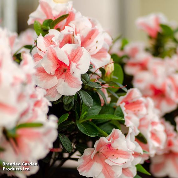 Rhododendron 'Encore Autumn Starburst' (Azalea Group)