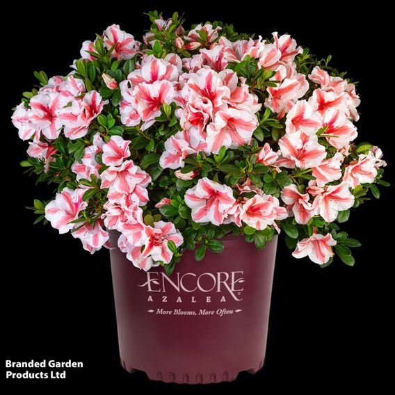 Rhododendron 'Encore Autumn Starburst' (Azalea Group)