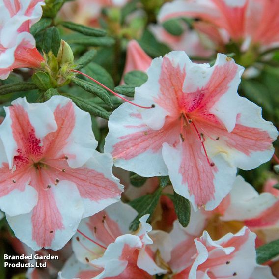 Rhododendron 'Encore Autumn Starburst' (Azalea Group)