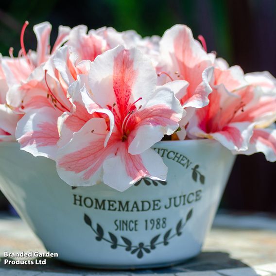 Rhododendron 'Encore Autumn Starburst' (Azalea Group)