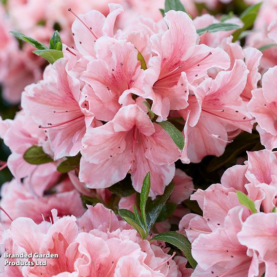 Rhododendron 'Encore 'Sunburst' (Azalea Group)