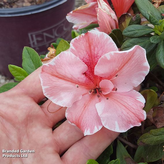 Rhododendron 'Encore 'Sunburst' (Azalea Group)