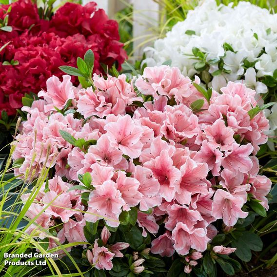 Rhododendron 'Encore 'Sunburst' (Azalea Group)