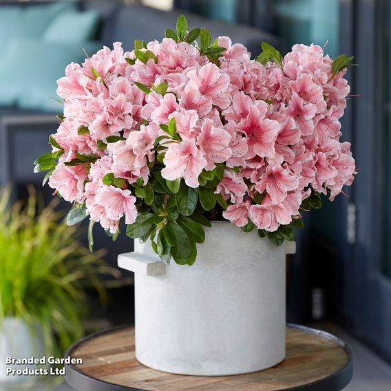 Rhododendron 'Encore 'Sunburst' (Azalea Group)
