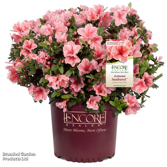 Rhododendron 'Encore 'Sunburst' (Azalea Group)