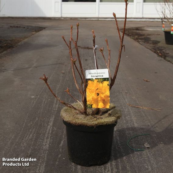 Rhododendron 'Goldstück'