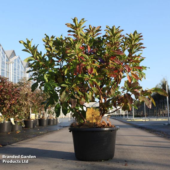 Rhododendron 'Goldstück'
