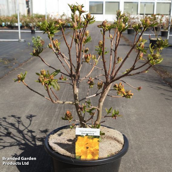 Rhododendron 'Goldstück'