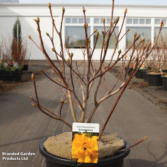 Rhododendron 'Goldstück'