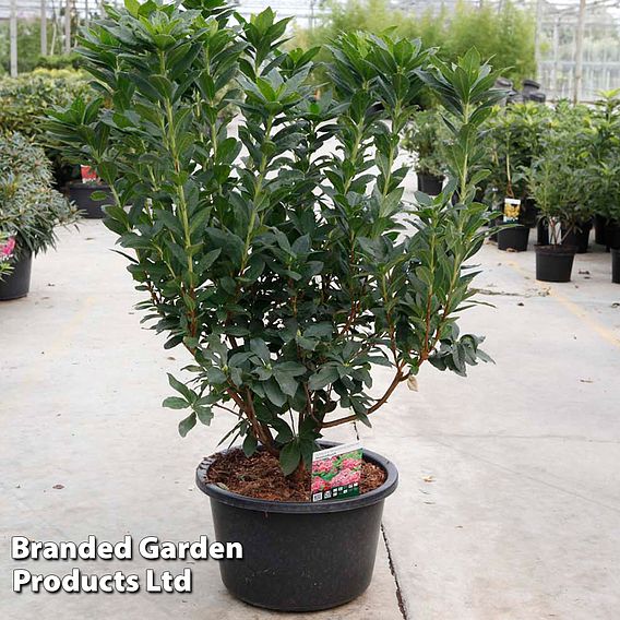 Rhododendron 'Homebush' (Azalea Group)