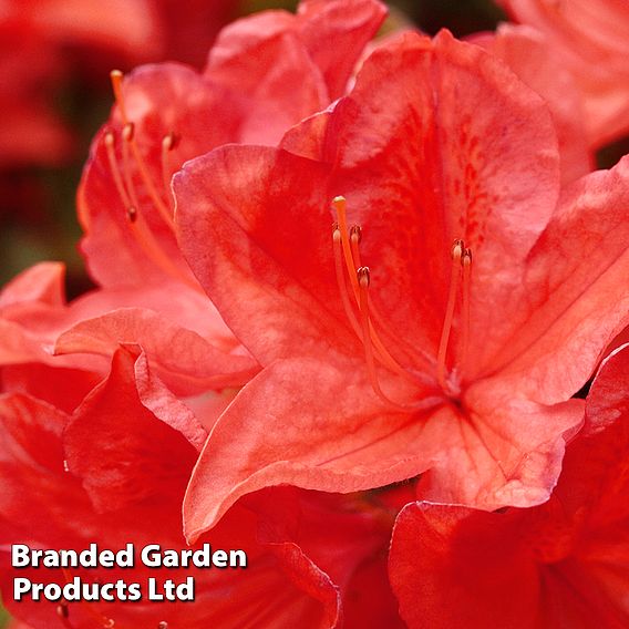Rhododendron 'Orange King'