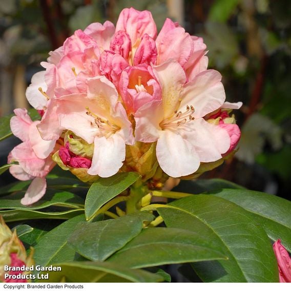 Rhododendron 'Percy Wiseman'